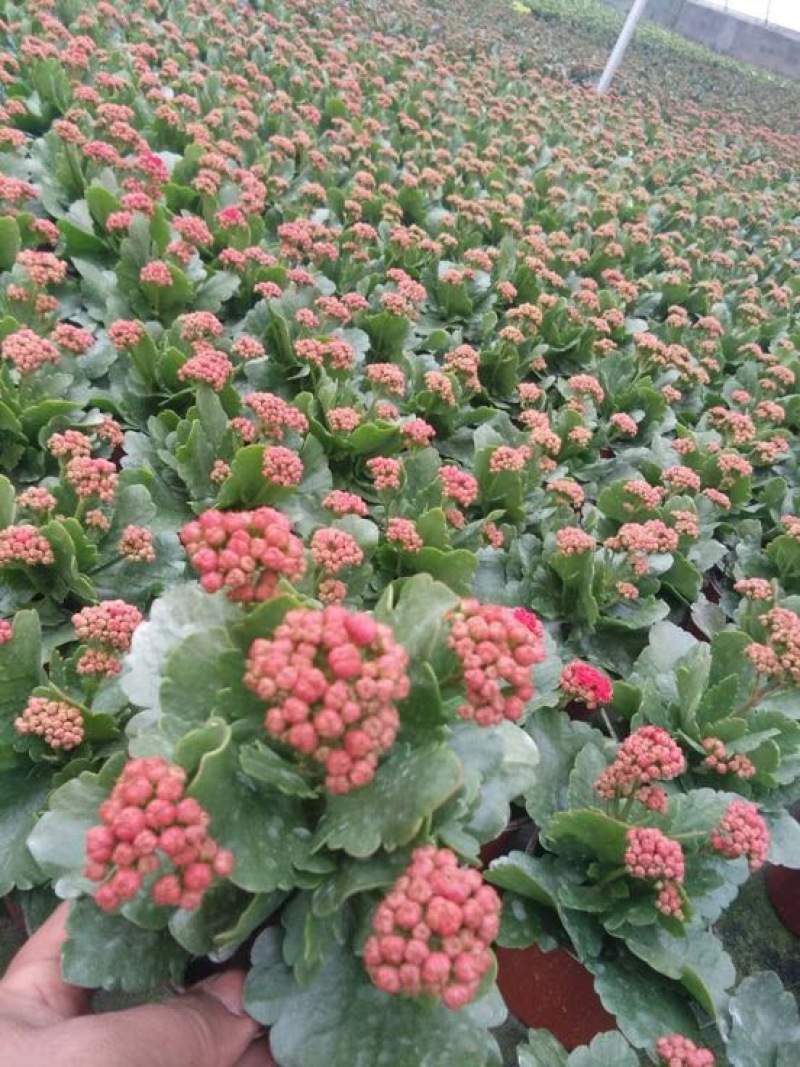 长寿花