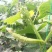 白黄瓜干花带刺18~22公分