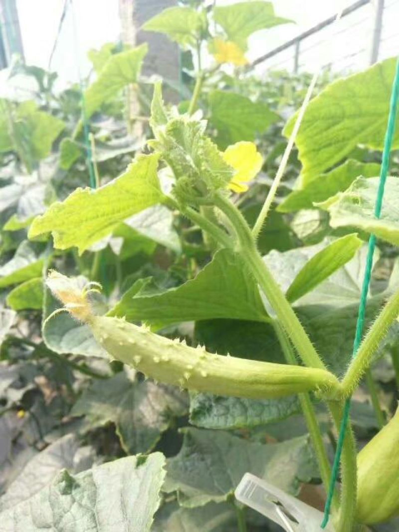 白黄瓜干花带刺18~22公分