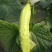 白黄瓜干花带刺18~22公分