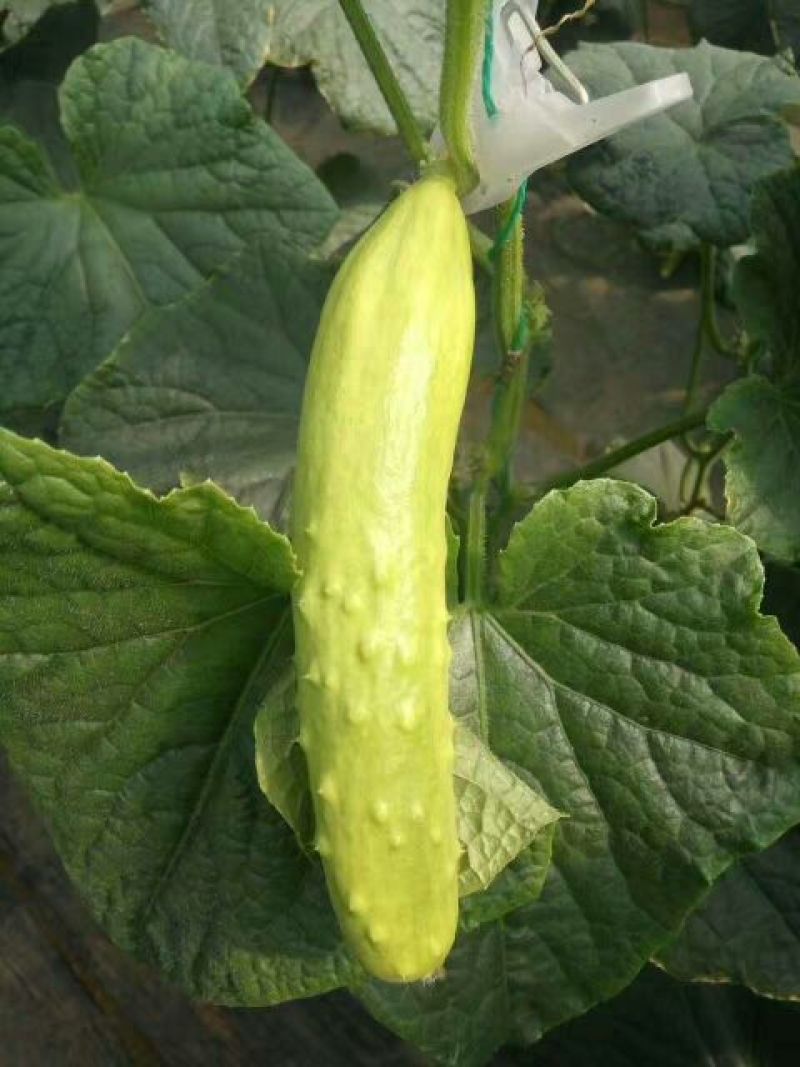 白黄瓜干花带刺18~22公分