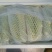 白黄瓜干花带刺18~22公分
