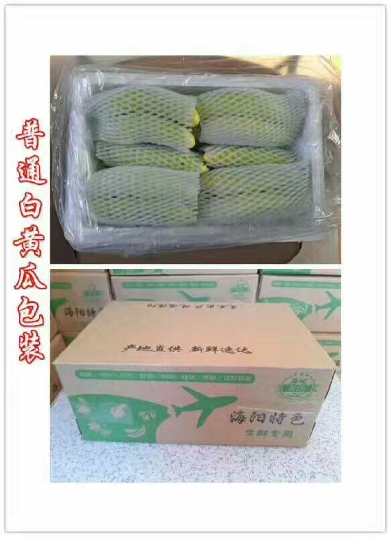 白黄瓜干花带刺18~22公分