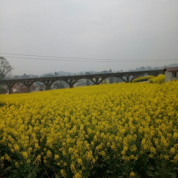 油菜籽1