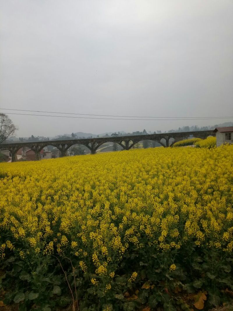 油菜籽1