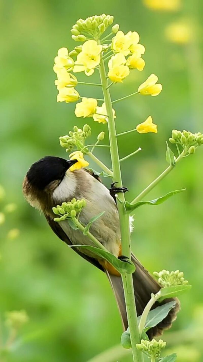 油菜籽1