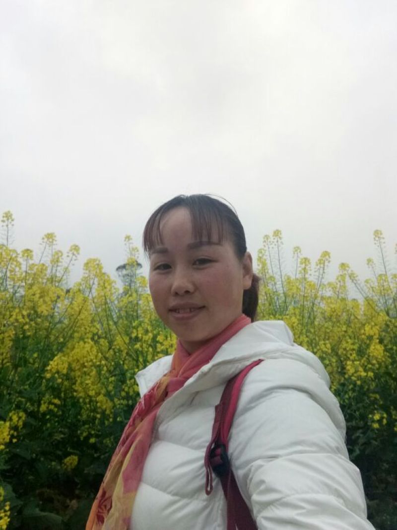 油菜籽1
