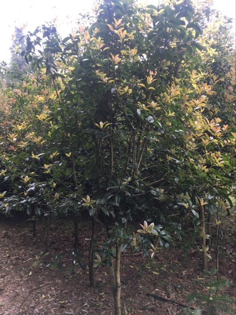 八月桂，桂花树，大量桂花树供应