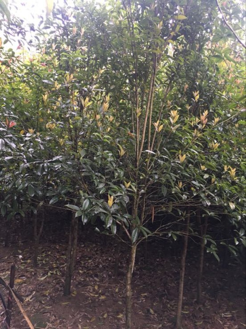 八月桂，桂花树，大量桂花树供应