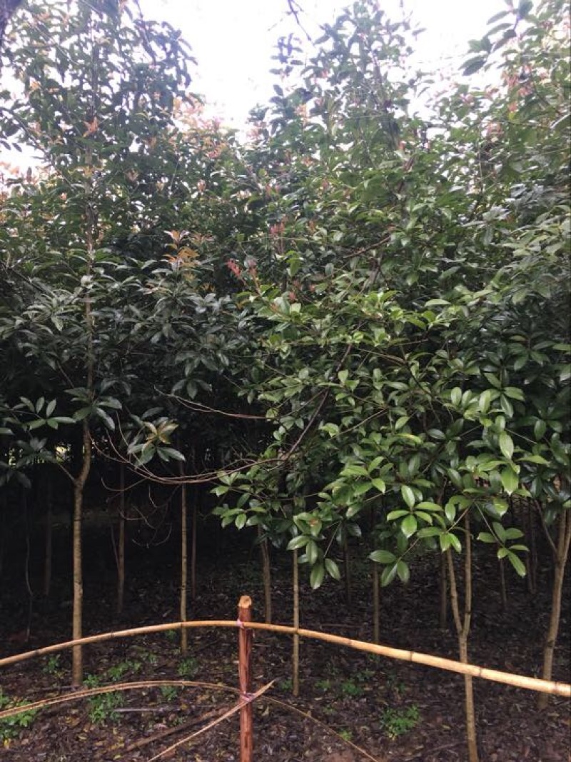 八月桂，桂花树，大量桂花树供应