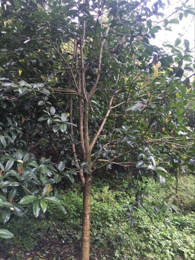 八月桂，桂花树，大量桂花树供应