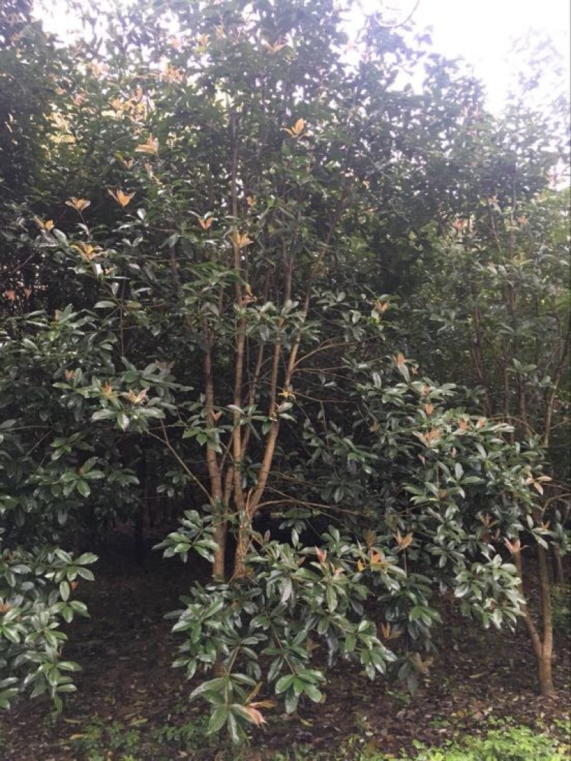 八月桂，桂花树，大量桂花树供应