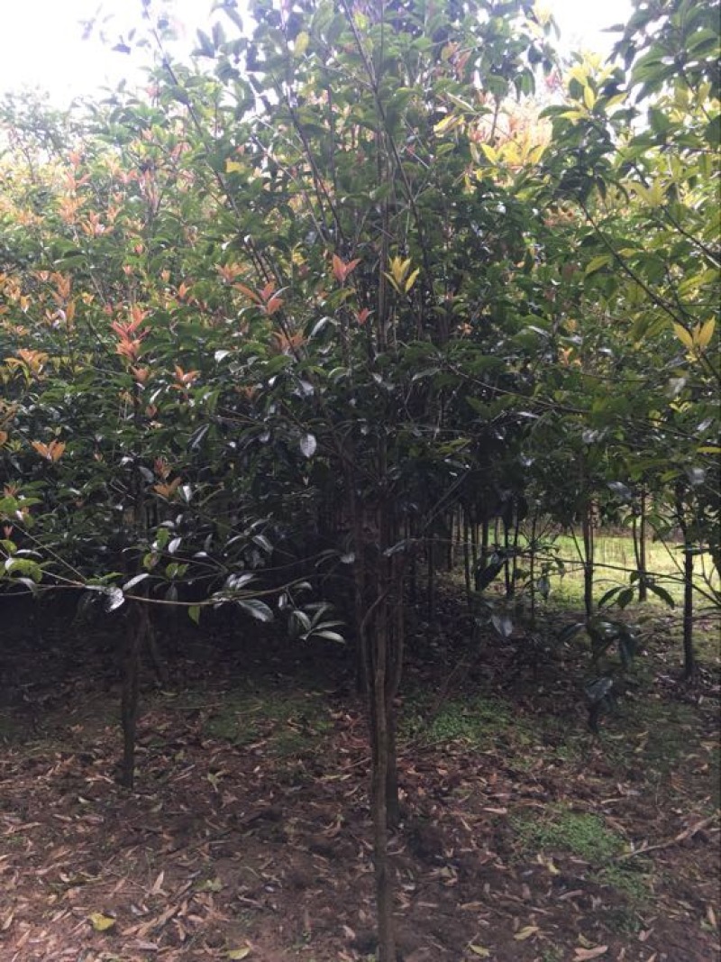 八月桂，桂花树，大量桂花树供应