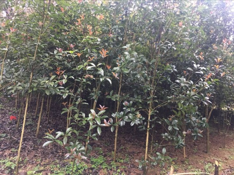 八月桂，桂花树，大量桂花树供应