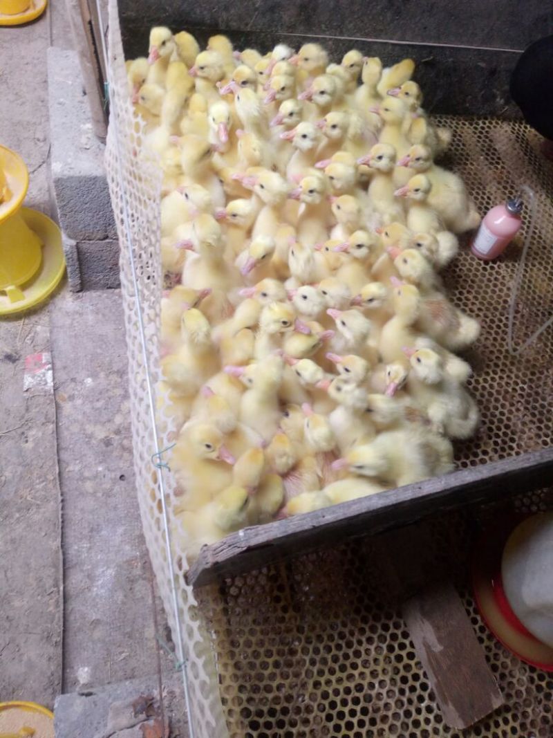 朗德鹅苗250g以下