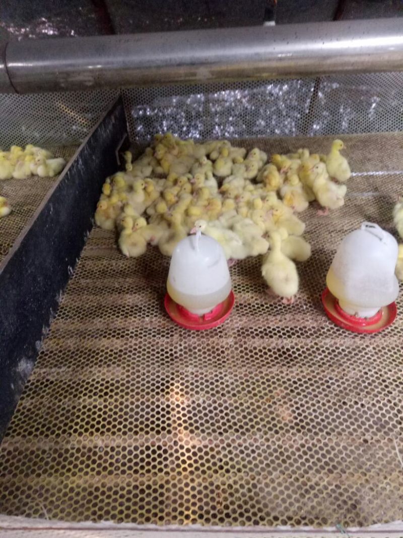 朗德鹅苗250g以下