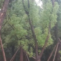 香樟6~8cm6~8cm1.5~2米