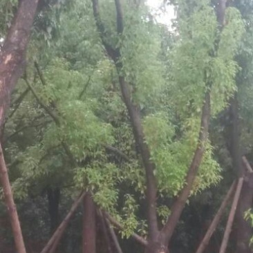 香樟6~8cm6~8cm1.5~2米