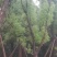 香樟6~8cm6~8cm1.5~2米