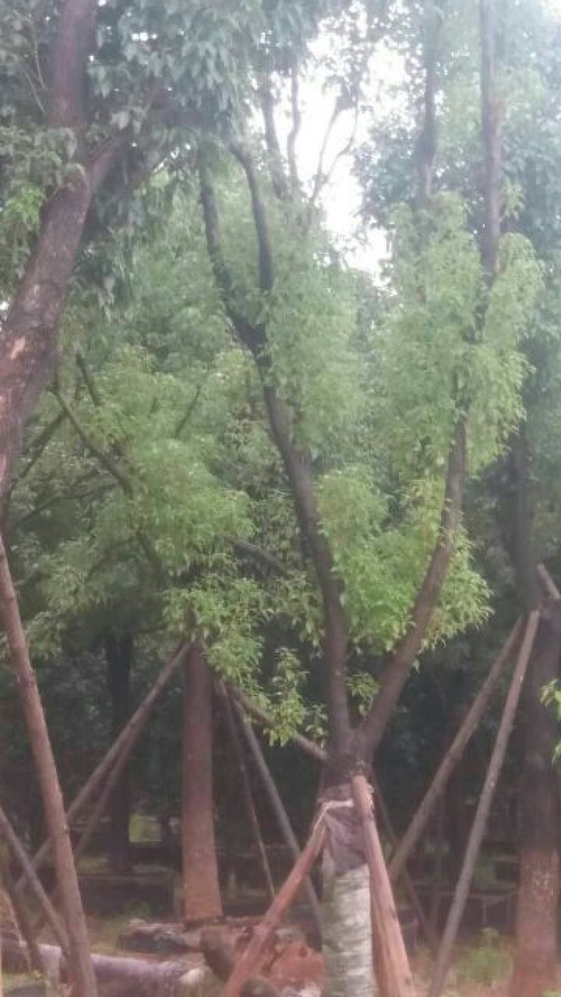 香樟6~8cm6~8cm1.5~2米