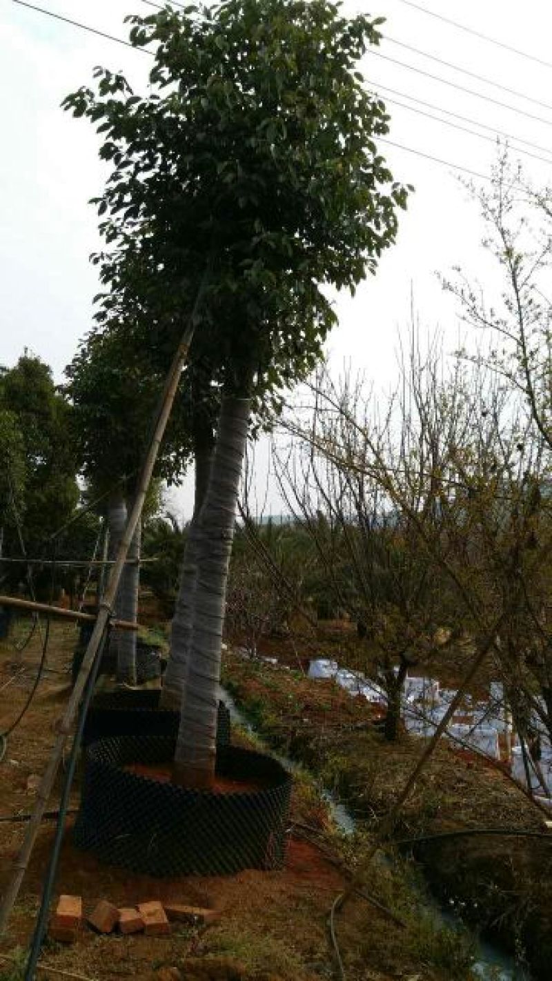 香樟6~8cm6~8cm1.5~2米