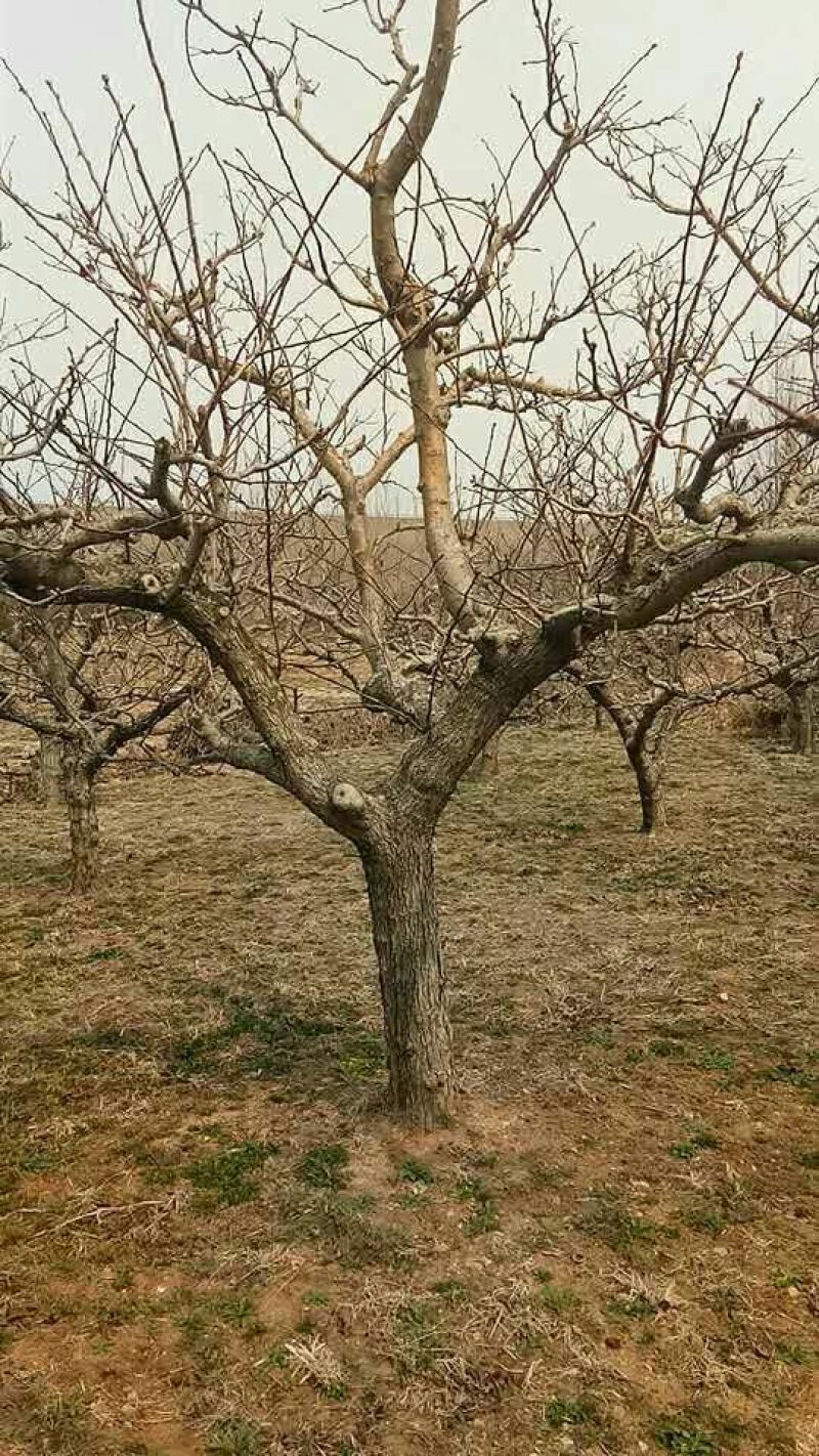 山楂树18~20cm0.5~1米