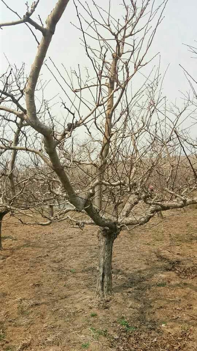 山楂树18~20cm0.5~1米