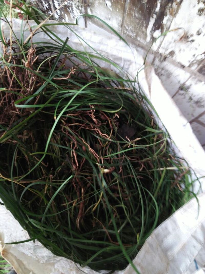 绿化工程用苗，小叶麦冬苗，货好