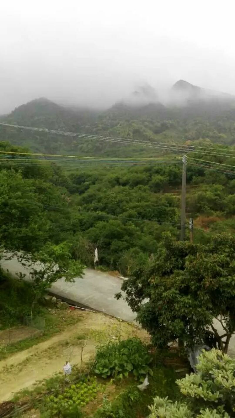 青梅青竹梅手工选摘陆河万亩梅园种植基地