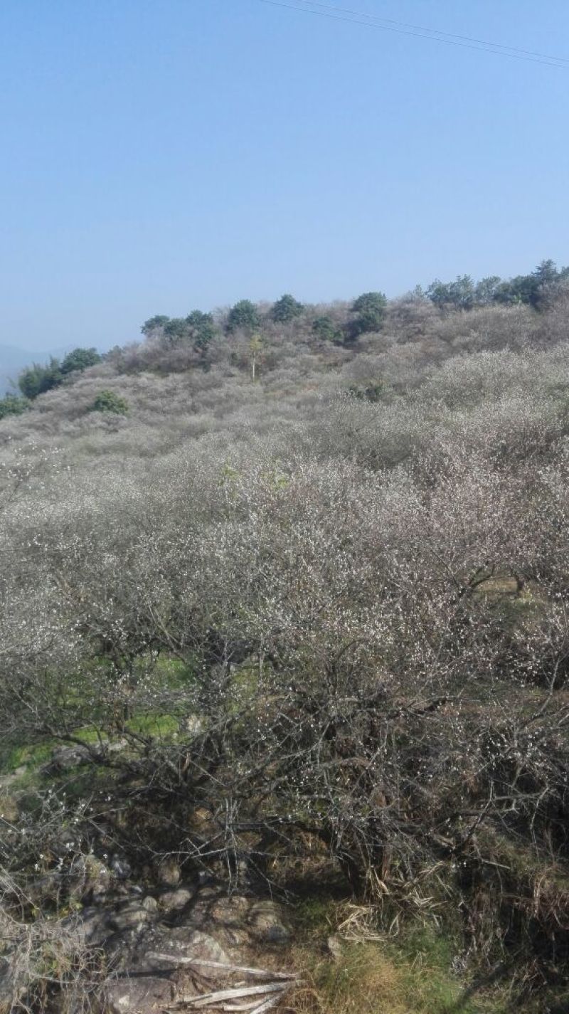 青梅青竹梅手工选摘陆河万亩梅园种植基地