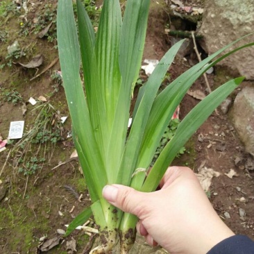 绿化工程用苗，蓝花鸢尾，不含盆