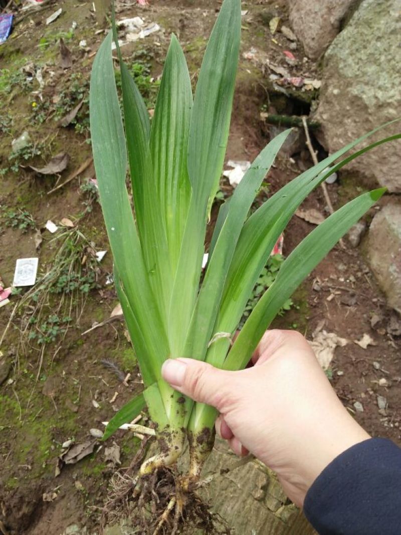 绿化工程用苗，蓝花鸢尾，不含盆