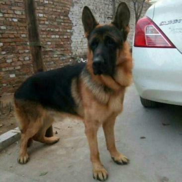 牧羊犬母幼年