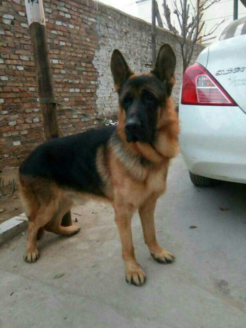 牧羊犬母幼年