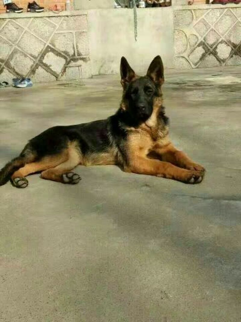 牧羊犬母幼年