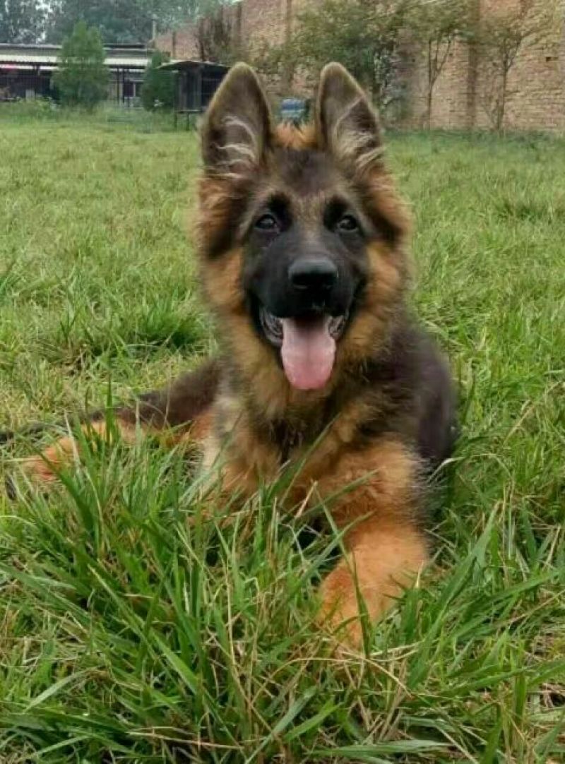 牧羊犬母幼年