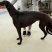 格力犬公