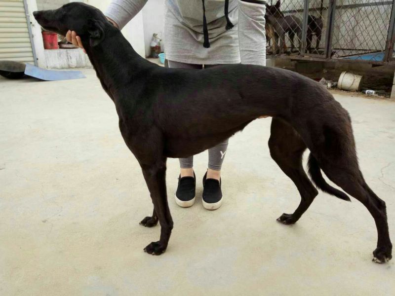 格力犬公