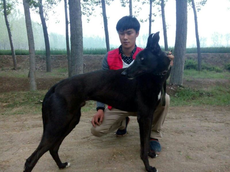 格力犬公