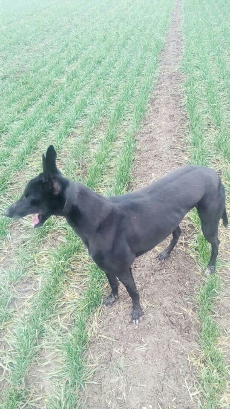格力犬公