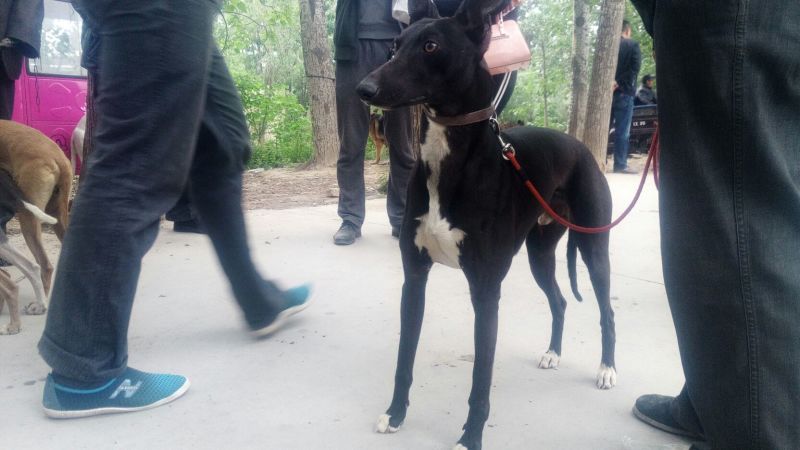 格力犬公