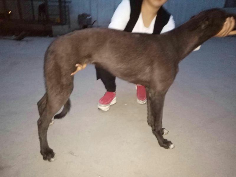 格力犬公