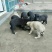 格力犬公