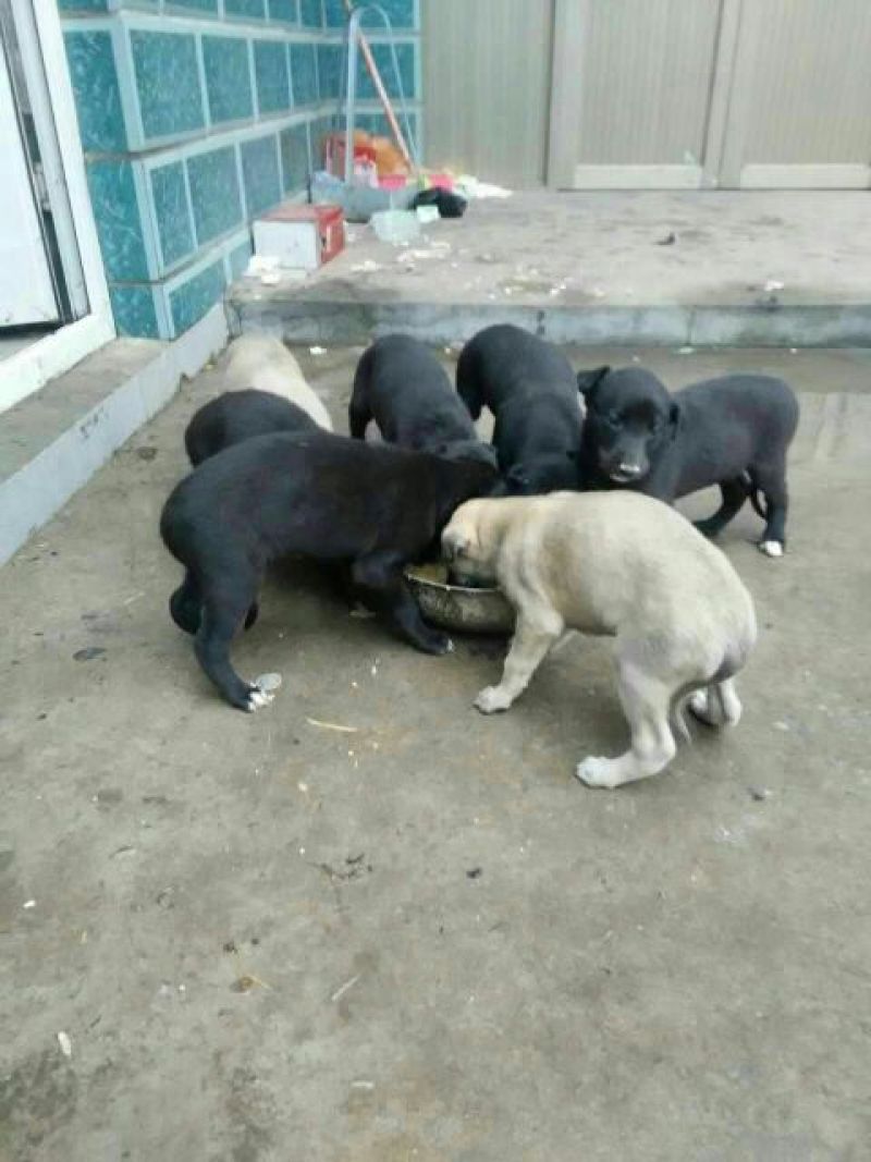 格力犬公