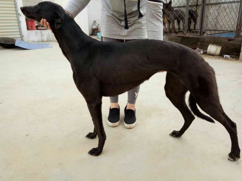 格力犬公