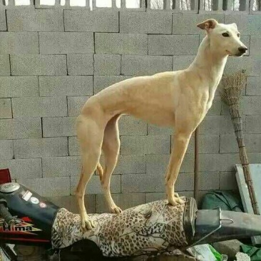 格力犬公