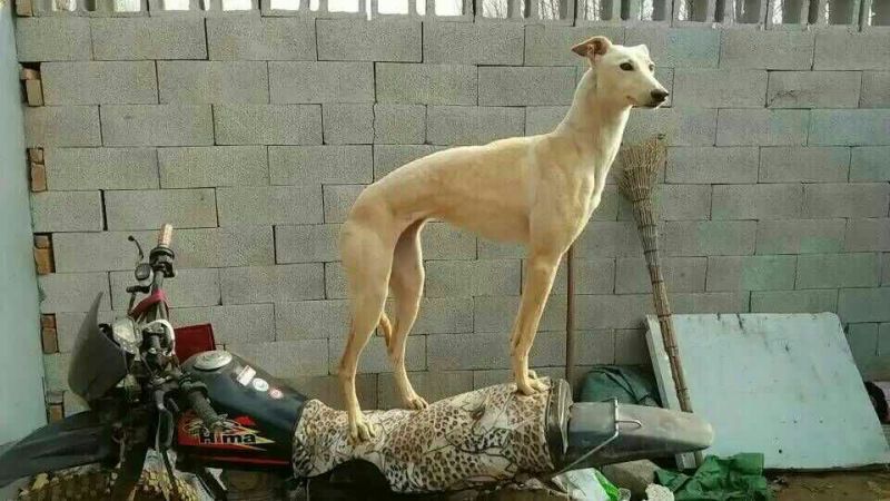 格力犬公