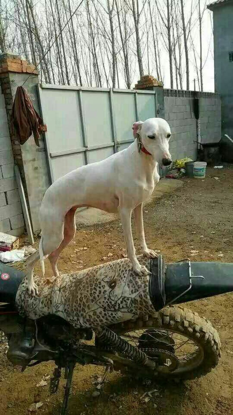 格力犬公