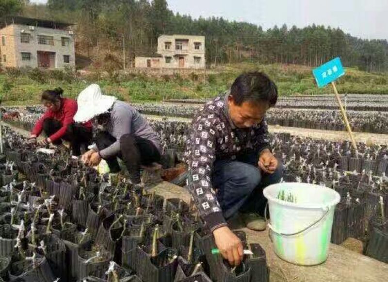 【河北营养杯厂家】育苗杯，花盆，营养盆，育苗袋
