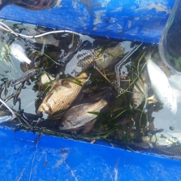 鲫鱼食用